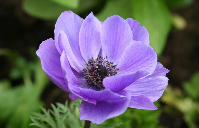 Анемона Анемона