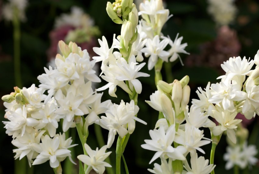 Тубероза Тубероза