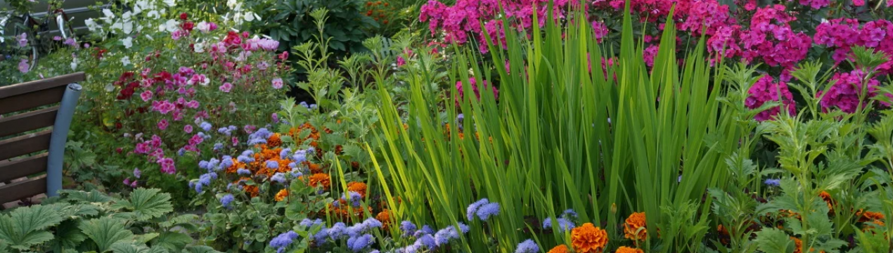 9 багаторічників, які не можуть зимувати на відкритій землі: краще не ризикувати