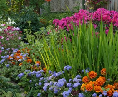 9 багаторічників, які не можуть зимувати на відкритій землі: краще не ризикувати