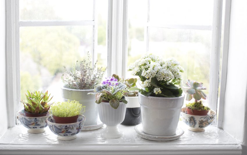 Кімнатні рослини на вікнах Кімнатні рослини на вікнах