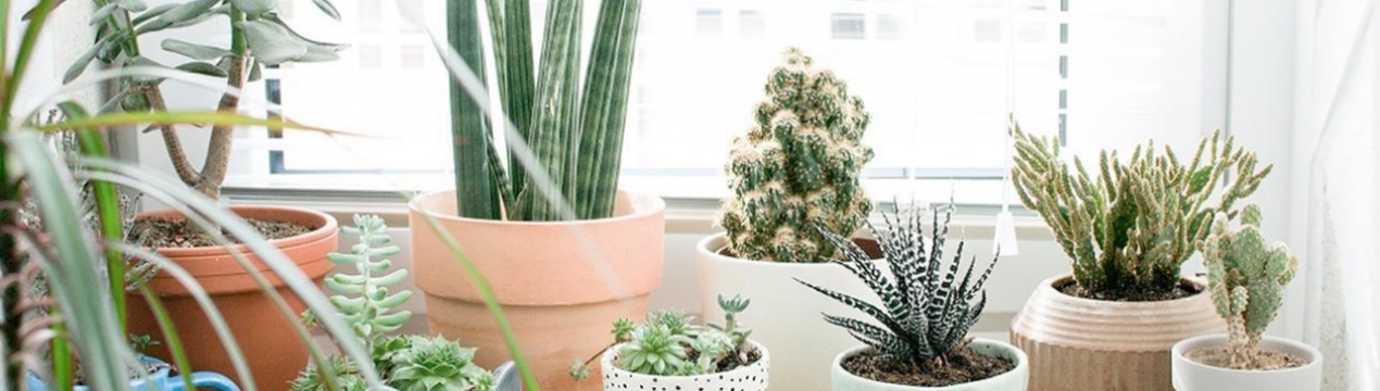 У подруги пропадають всі кімнатні квіти: погана енергетика або криві руки