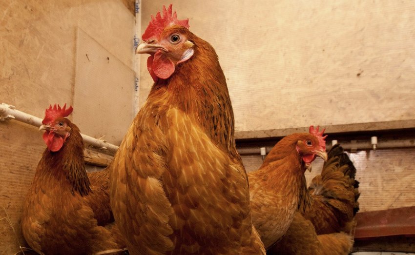 Кубанська червона Кубанська червона