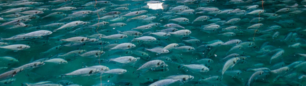 2 млн євро витрачено на розробку технології виробництва 6 видів риб