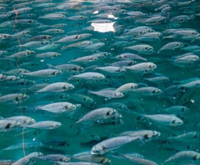 2 млн євро витрачено на розробку технології виробництва 6 видів риб