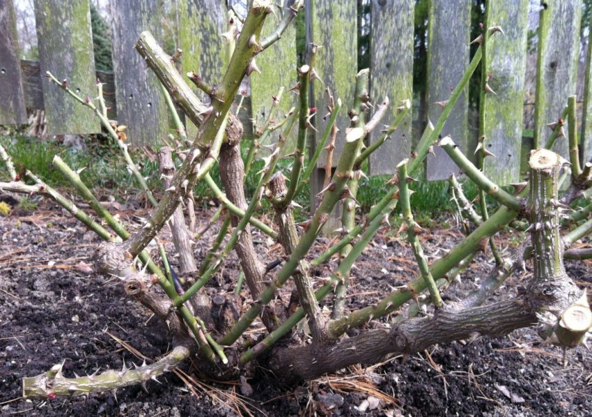 Обрізка роз перед укриттям