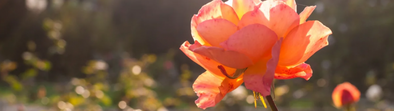 Рвать не можна залишати: що робити, якщо троянда цвіте в пізню осінь, хоча вже час готуватися до зими