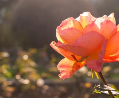 Рвать не можна залишати: що робити, якщо троянда цвіте в пізню осінь, хоча вже час готуватися до зими