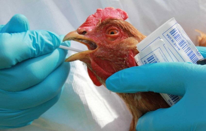 Пташий грип Пташий грип