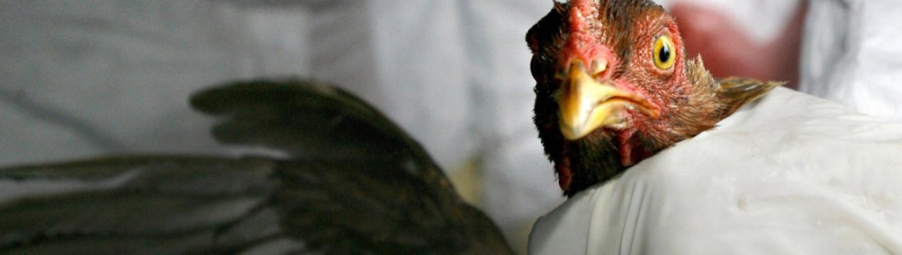 В Нідерландах виявлені дикі птахи, заражені вірусом пташиного грипу