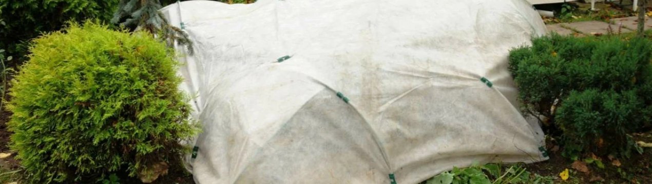 8 фатальних помилок в укритті квітів на зиму, які призводять до їх загибелі