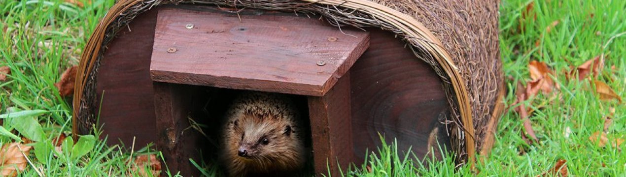 Для кого мій сусід побудував дачні будиночки на ділянці на зиму: каже, що це збільшить його урожай