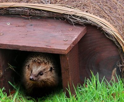 Для кого мій сусід побудував дачні будиночки на ділянці на зиму: каже, що це збільшить його урожай
