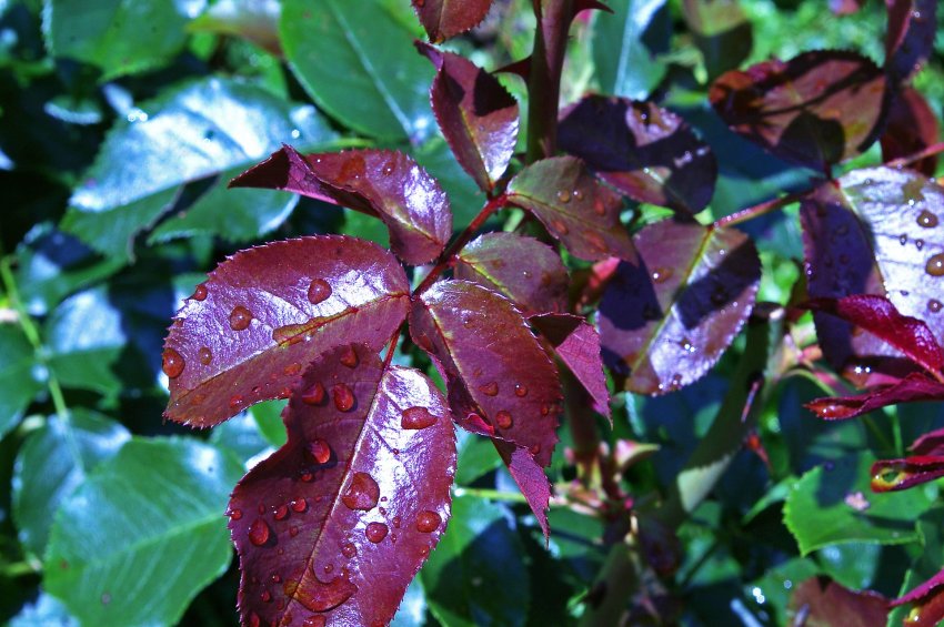 Обробка троянд від хвороб та шкідників