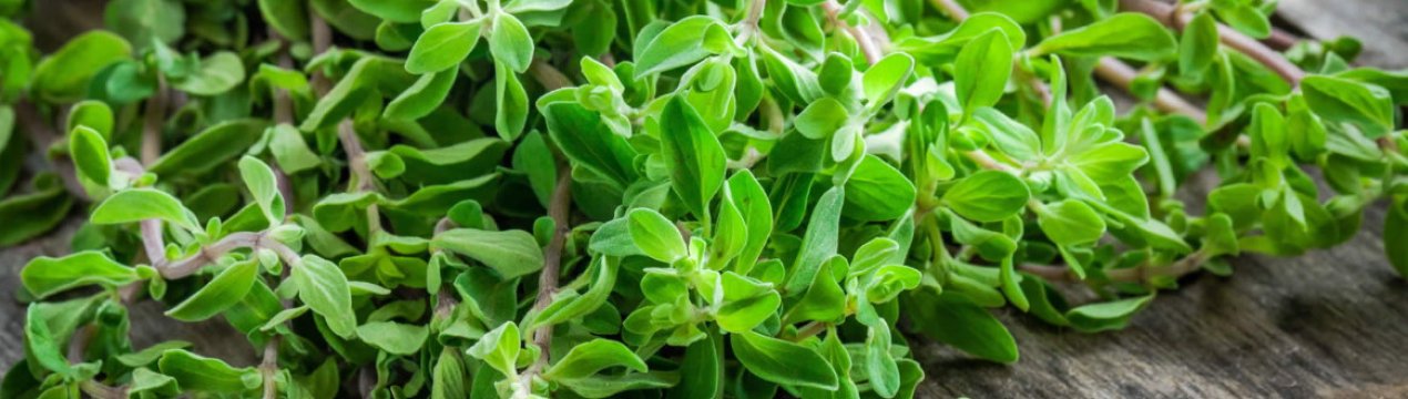 Gaia Herbs Bv розширює свою присутність в Європі завдяки злиттю з німецькою компанією