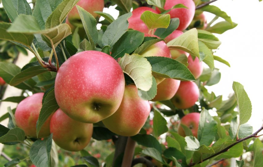 Вирощування яблук Вирощування яблук