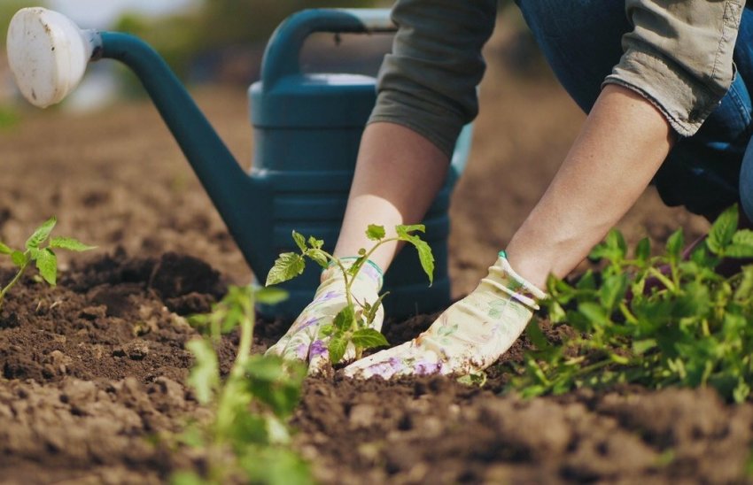 Роботи в саду Роботи в саду