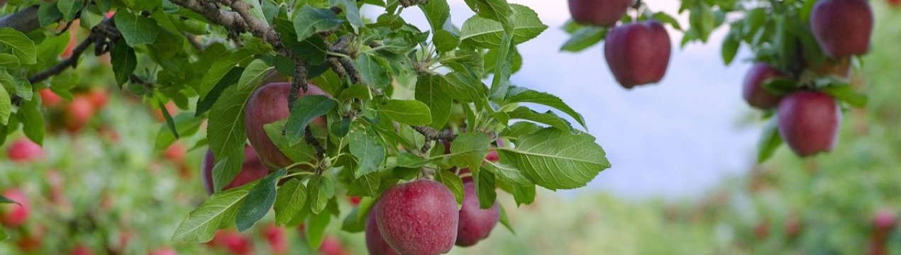 6 плодових дерев, які потрібно обов'язково обрізати восени, інакше буде поганий врожай