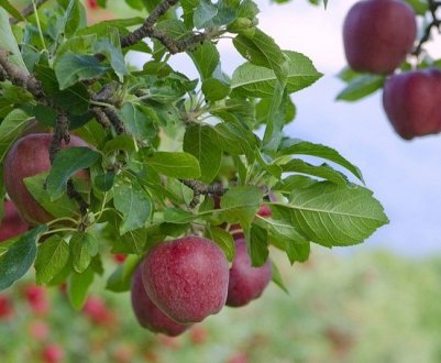 6 плодових дерев, які потрібно обов'язково обрізати восени, інакше буде поганий врожай