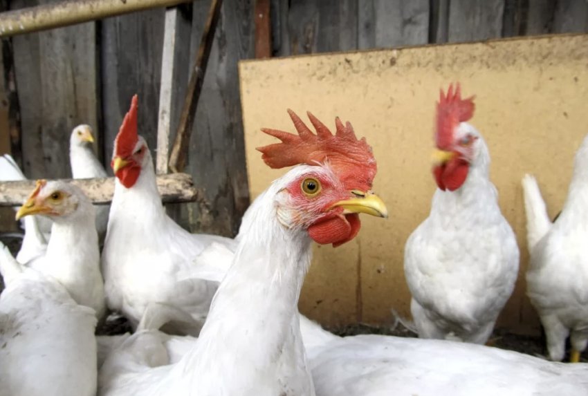 Карликовий леггорн Карликовий леггорн