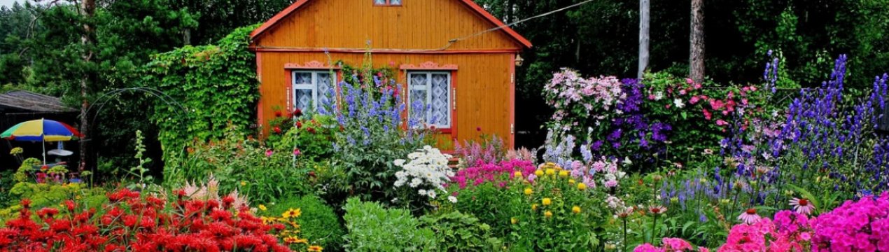 Мама завжди саджала біля дому 5 рослин: говорила, що вони захищають від злого ока і поганих людей