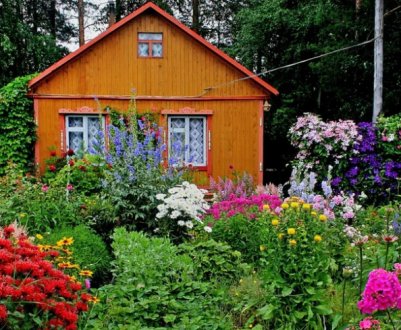 Мама завжди саджала біля дому 5 рослин: говорила, що вони захищають від злого ока і поганих людей