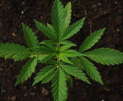 6 рослин, вирощування яких на своєму ділянці може бути оштрафоване або навіть призвести до покарання