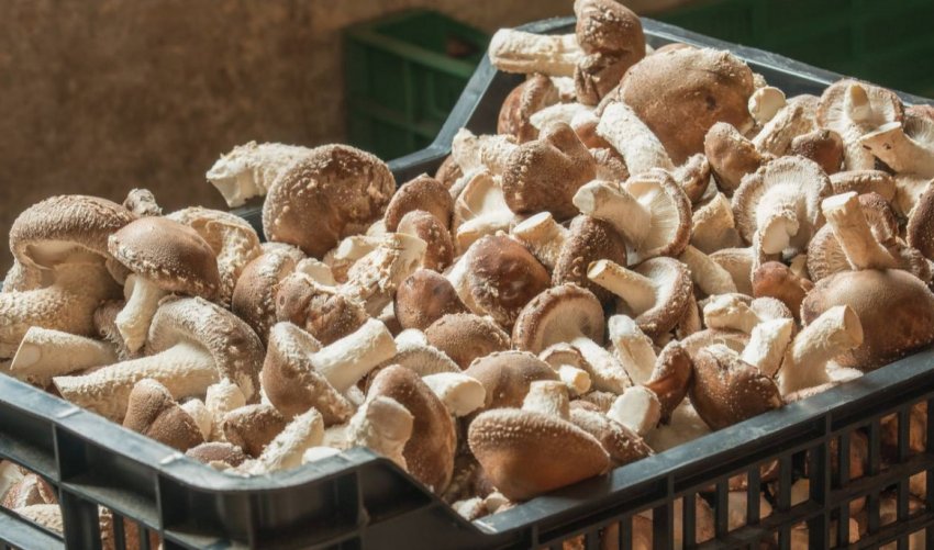 Промислове вирощування грибів Промислове вирощування грибів