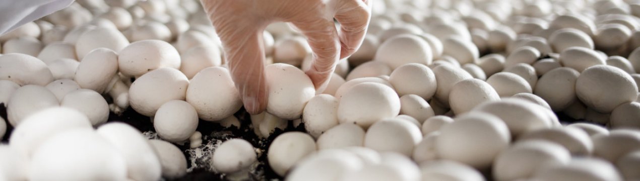 Пандемія робить грибний ринок непередбачуваним