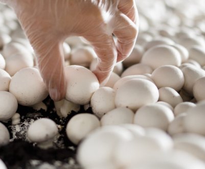 Пандемія робить грибний ринок непередбачуваним