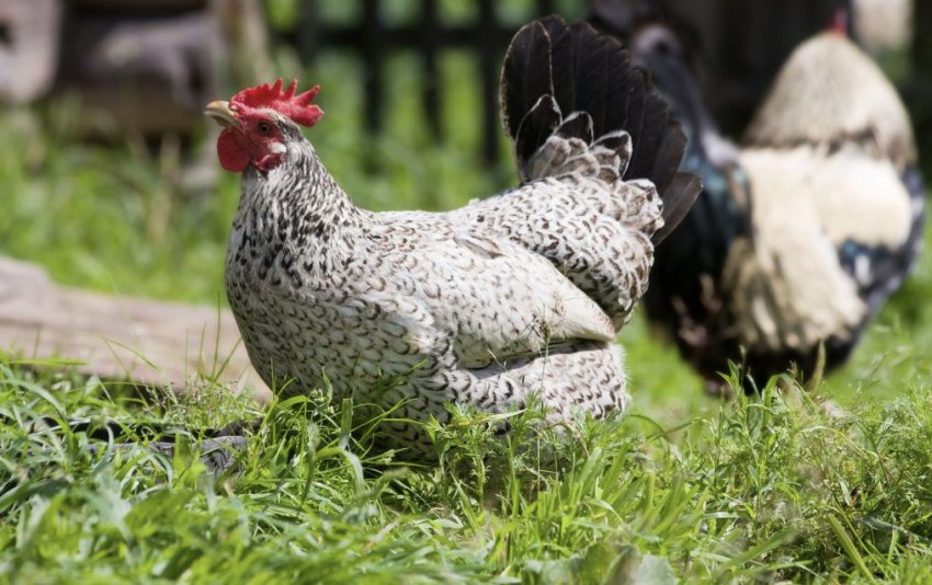 Борковська барвистая Борковська барвистая