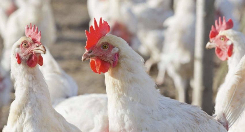 Декалб Білий Декалб Білий