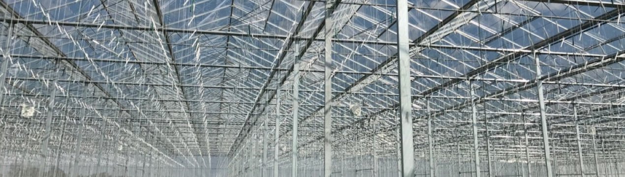 Екологічні фотоелектричні рішення, які працюють як покриття теплиць