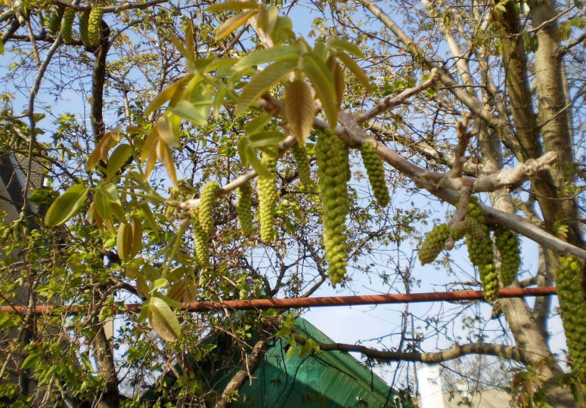 Грецький горіх біля дому Грецький горіх біля дому