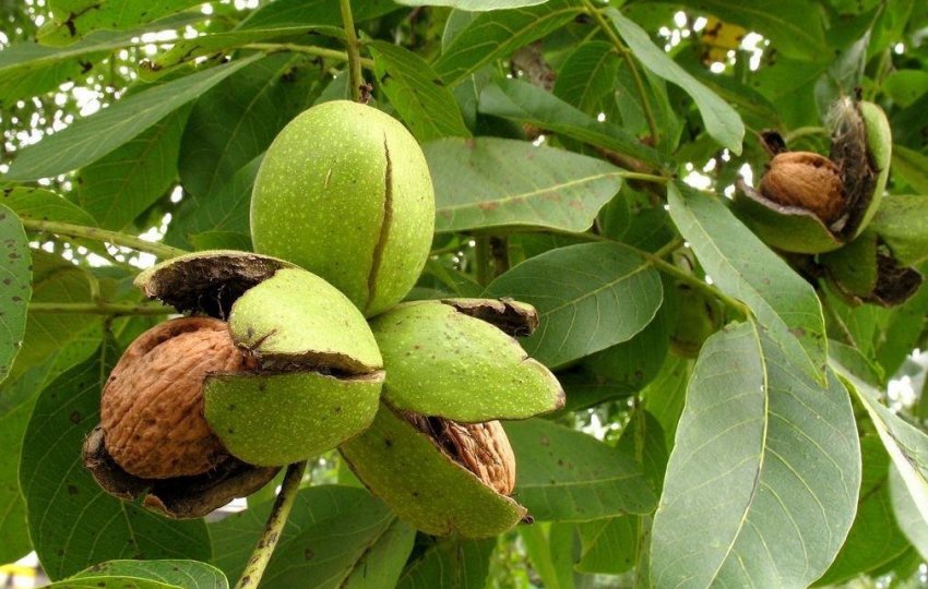 Грецький горіх Грецький горіх