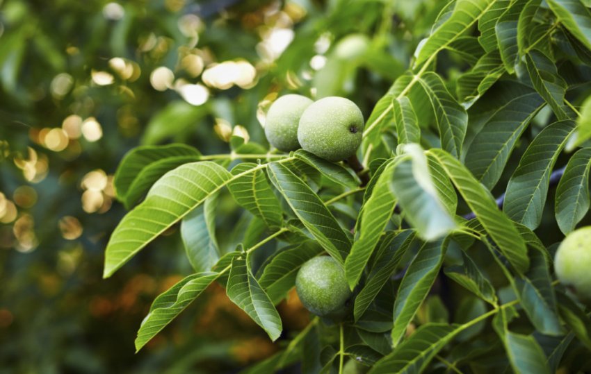 Грецький горіх біля дому Грецький горіх біля дому