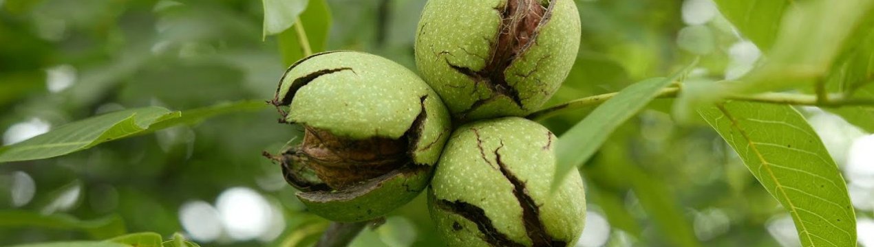 Сусід вимагає, щоб ми вирубали свій Цар-горіх, який росте на нашій ділянці: він має право чи докучає