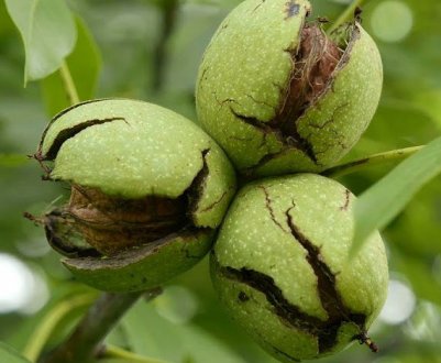 Сусід вимагає, щоб ми вирубали свій Цар-горіх, який росте на нашій ділянці: він має право чи докучає