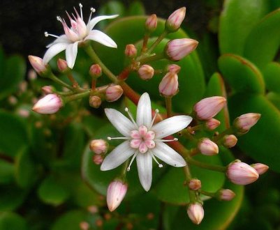 Зацвіло грошове дерево: можна радіти або починати панікувати