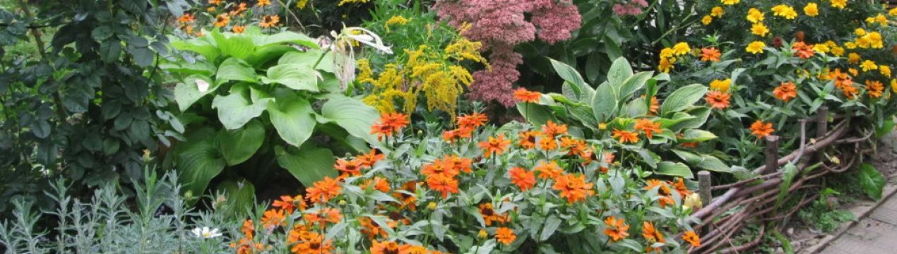 8 багаторічників, яких не можна обрізати взимку, інакше цвісти не будуть або засохнуть