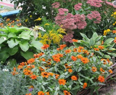 8 багаторічників, яких не можна обрізати взимку, інакше цвісти не будуть або засохнуть