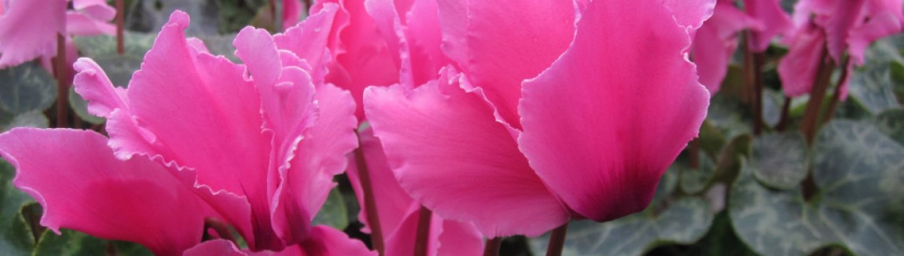 8 найкрасивіших сортів перського цикламену, які варто страждати з їх примхами