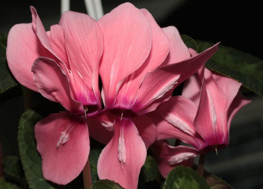 Цикламен Барбаросса Цикламен Барбаросса