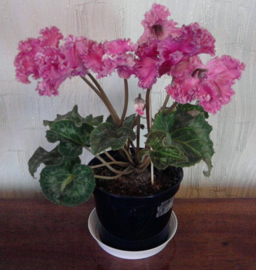 Цикламен Лилу Цикламен Лилу