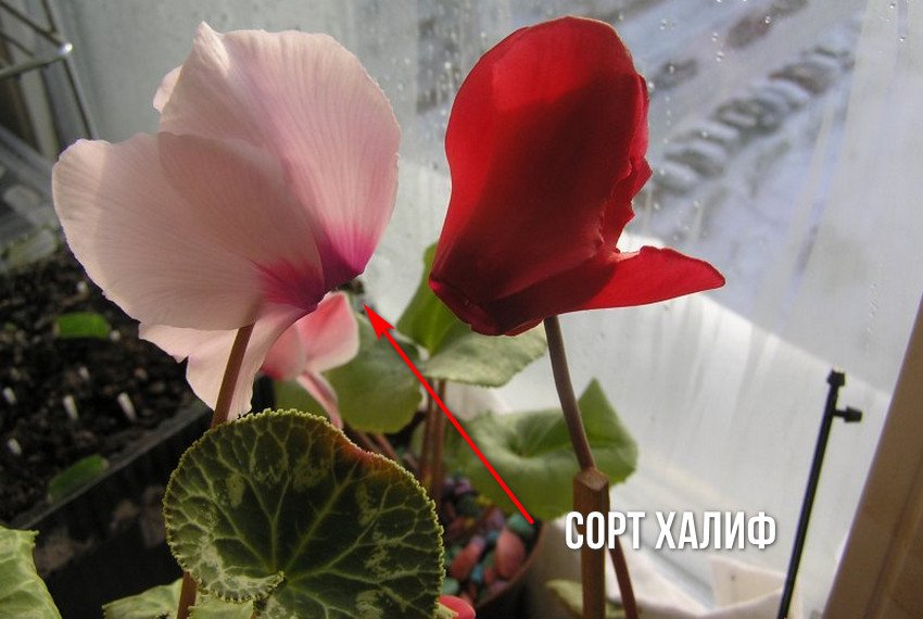 Цикламен Халиф Цикламен Халиф