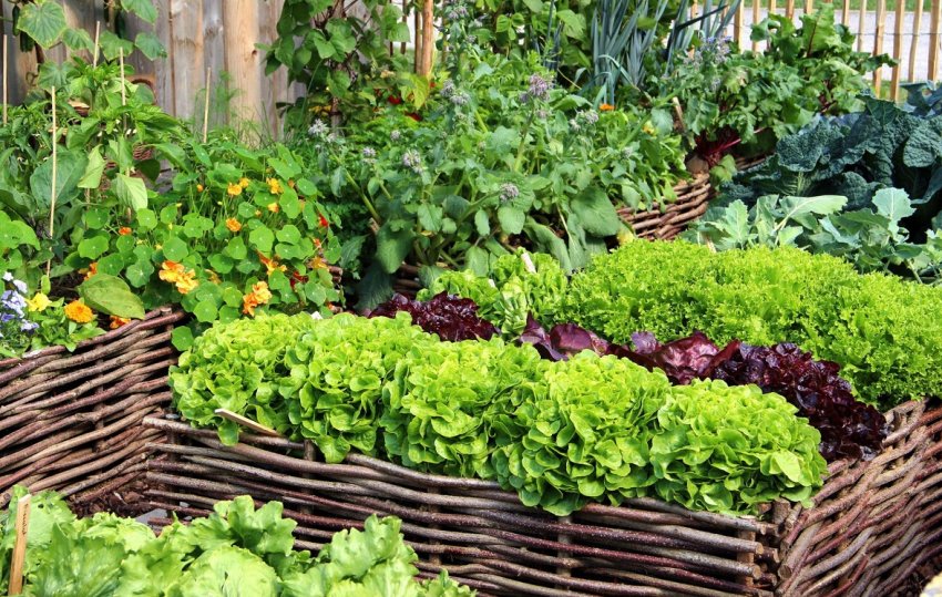 Вирощування зелені на ділянці Вирощування зелені на ділянці