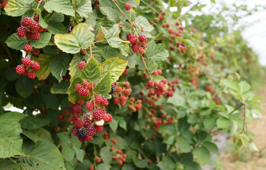 Вирощування ожини на ділянці Вирощування ожини на ділянці
