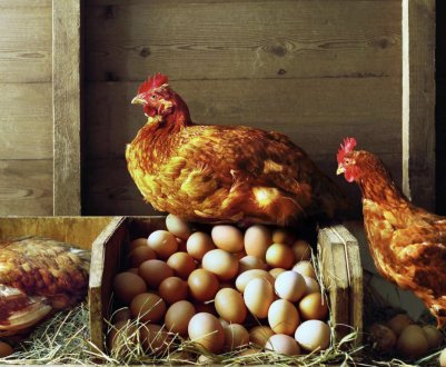 Породи курей яєчного напрямку, опис та фото