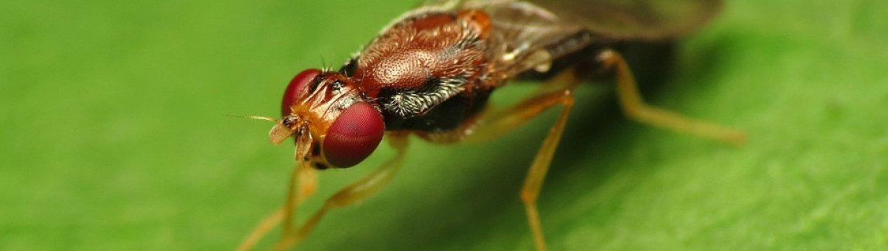 Боротьба з моркв'яною мухою: найефективніші методи