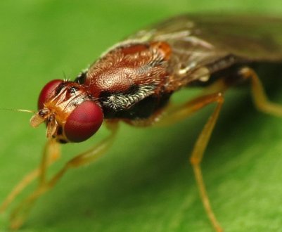 Боротьба з моркв'яною мухою: найефективніші методи